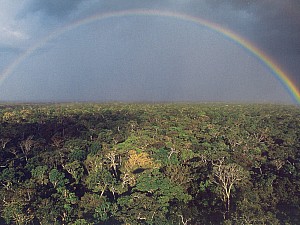 Vue du ciel - Brazil - Storm Over The Amazon Rain Forest Near Tefe